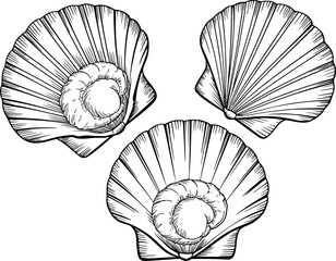 Three detailed black and white of scallop shells © Bulbul