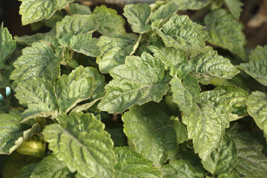 medicinal herb