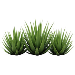 Fototapeta premium Three small potted succulent plants with long pointed leaves