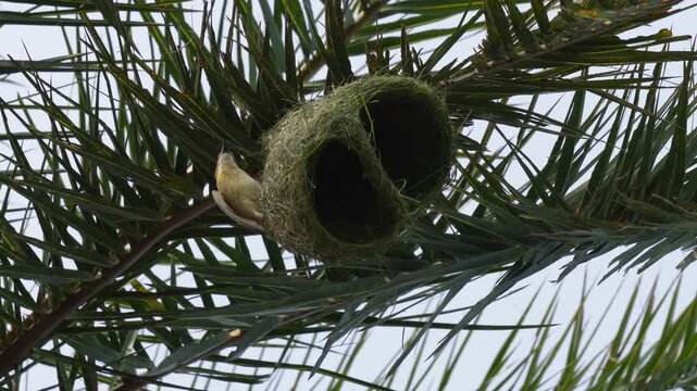 Baya weaver nest closeup in nature
