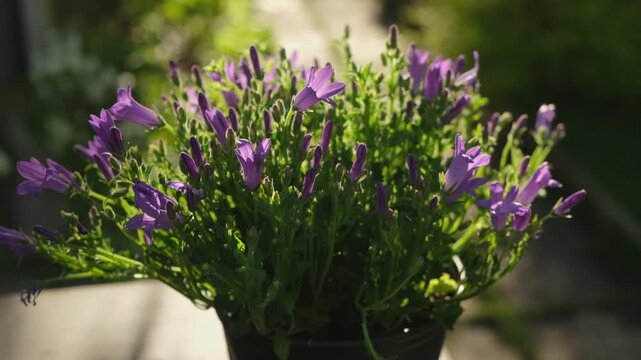 Gardening. Purple bellflowers in flower pot outdoors. Sunlight glows on delicate blooms. Green foliage and soft garden background.