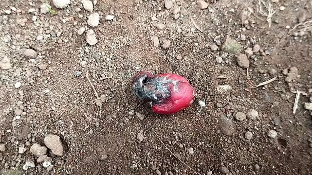 High angle view of a static red melinjo seed showing dark decay on outdoor soil ground.
