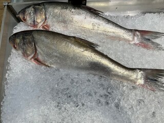 Obraz premium Fresh whole fish displayed on crushed ice at a seafood market. Close-up view of chilled fish for sale, healthy protein source, commercial fishing industry, seafood retail and fresh food concept.