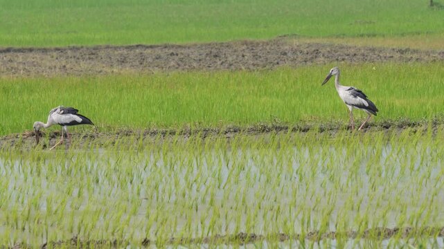 Asian openbill storks foraging in paddy field