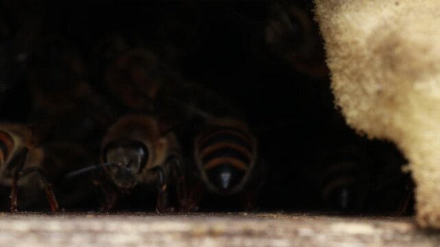macro bee 