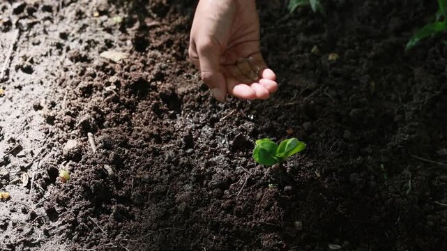 Close-up of a human hand watering a newly planted tree seedling growing in fertile soil. Concept of sustainability, environmental conservation, reforestation, climate action, eco-friendly living, and 