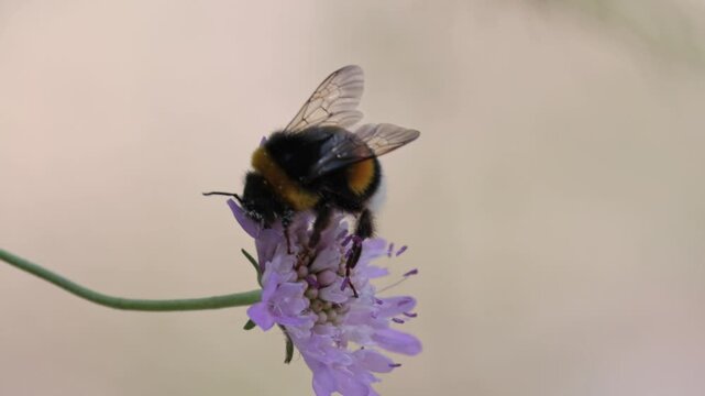 Abejorro com&uacute;n polinizando una flor de escabiosa en la Font del Hortet en Alcoy, Espa&ntilde;a