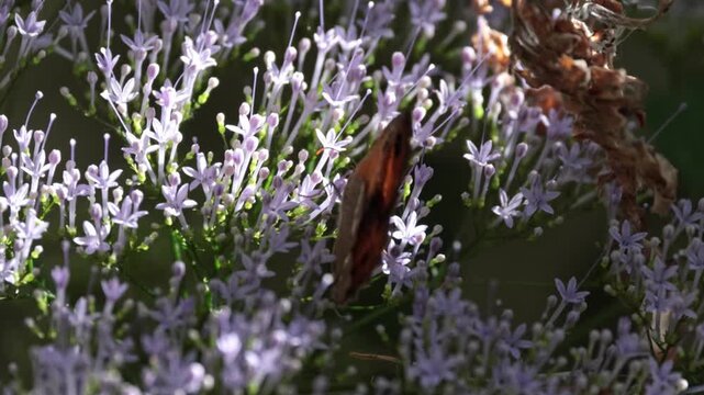 Mariposa lobito de las dehesas abriendo las alas sobre una flor de viuda en la Font del Hortet en Alcoy, Espa&ntilde;a