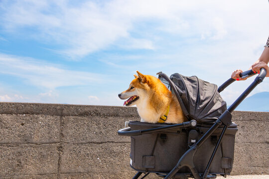 ペットカートに乗った柴犬
