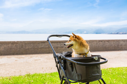 ペットカートに乗った柴犬