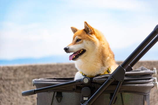 ペットカートに乗った柴犬