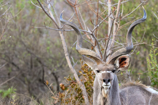 View of a male greater kudu with large spiral horns standing in the bushveld at Welgevonden Game Reserve, Waterberg District Municipality, Limpopo, South Africa.