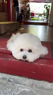 Adorable Bichon Frise Relaxing on a Red Platform Inside a Cozy Home Environment, Captured in Two Charming Frames Showcasing Its Playful Yet Calm Nature