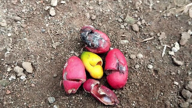 High angle shot of a static small pile of red and yellow melinjo seeds on outdoor soil ground.
