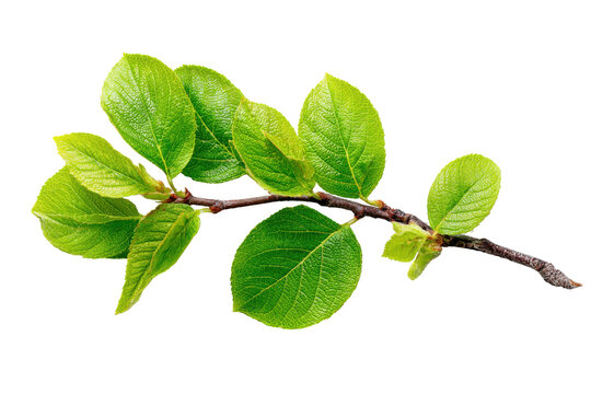 Vibrant green leaves on a delicate branch isolated on transparent background. Fresh green privet leaves branch with vibrant foliage isolated on white background.