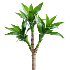 Fototapeta premium Vibrant green dracaena marginata plant in studio lighting isolated on white background
