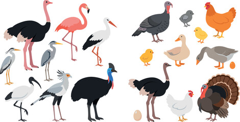 Fototapeta premium Comprehensive bird illustrations set with cartoon stork ibis cassowary and barnyard fowl characters for educational and nature designs