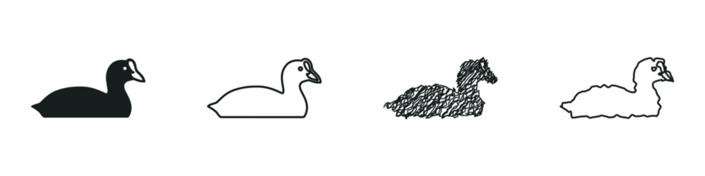 A set of four graphic representations of a coot bird, showcasing a silhouette, outline, sketch, and rough outline style