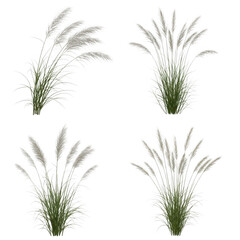 Fototapeta premium Three distinct types of grass plants shown against a white background