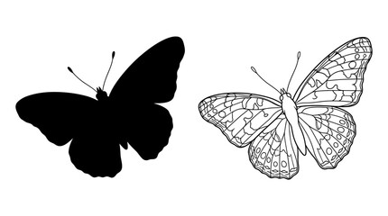 Butterfly Silhouette And Detailed Line Art On White Background © FARISTA