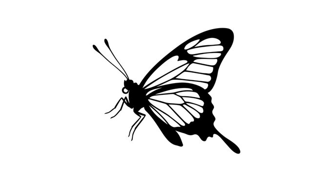 Black butterfly silhouette against a white background detailed wing venation