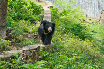Fototapeta premium The sloth bear (Melursus ursinus), also known as the Indian bear at Chennai Vandalur Zoo 
