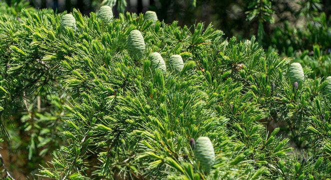 Close-up view of lush green Himalayan cedar (Cedrus Deodara, Deodar) tree branches adorned with young, light green cones, set against blurred natural background in Adler resort city near Sochi