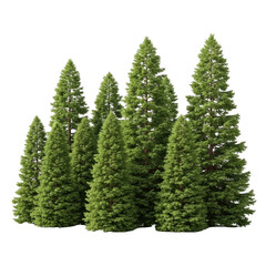 Fototapeta premium A small cluster of young evergreen trees in a snowy landscape