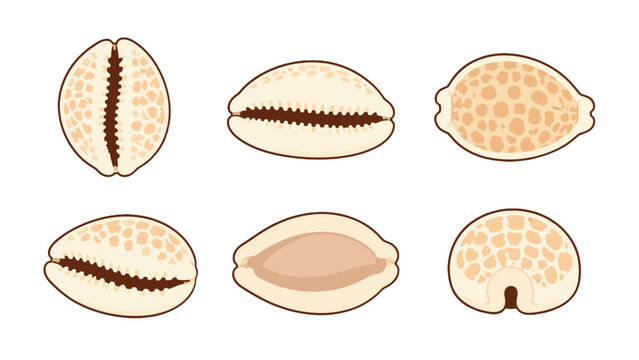 Cowrie shell cartoon icon set with multiple shell views