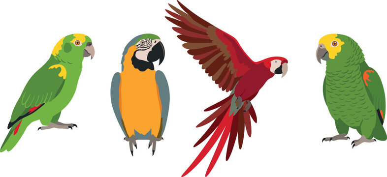 Vibrant jungle bird illustration collection with perched and flying macaws for summer vacation travel themes wild rainforest nature graphic design assets