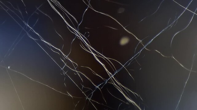 Spider silk under polarized light microscope