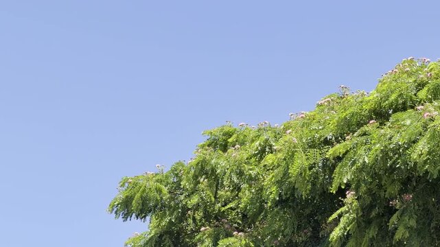Samanea saman is a semi-deciduous species of flowering tree in the pea family, Fabaceae. Honolulu Oahu Hawaii. saman, rain tree and monkeypod