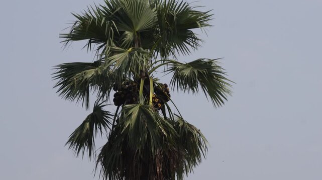 Palmyra palm standing tall in tropical landscape