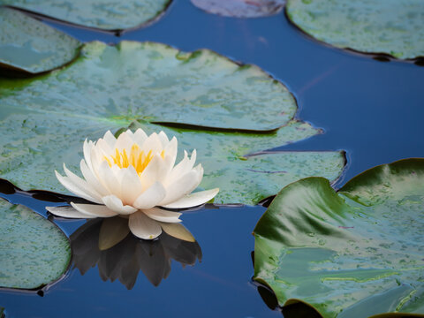 White water lily blooming on a calm pond surface in Japan with green lily pads and a beautiful reflection in the water.