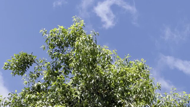 Eucalyptus  is a genus of more than 700 species of flowering plants in the family Myrtaceae.  Honolulu, Oahu, Hawaii.  

