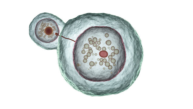 Yeast cell budding showing nucleus and cytoplasm, isolated on transparent background