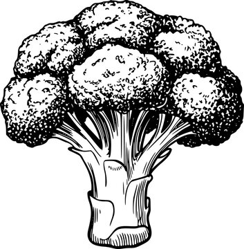 Vintage black and white of a fresh broccoli head