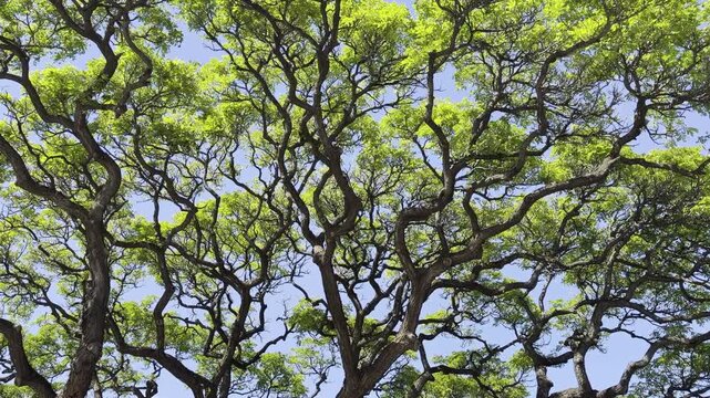 Samanea saman is a semi-deciduous species of flowering tree in the pea family, Fabaceae. Honolulu Oahu Hawaii. saman, rain tree and monkeypod