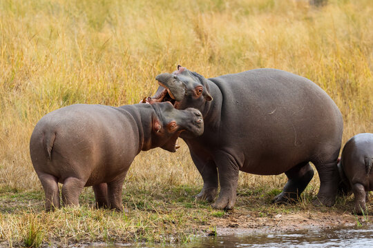 View of two hippos interacting in the grassy landscape of Welgevonden Game Reserve, Waterberg District Municipality, Limpopo, South Africa.