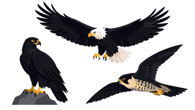 Vector set of eagle and falcon birds of prey on white