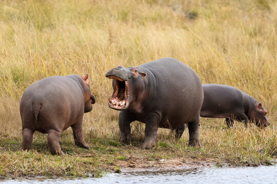 View of hippos, one with its mouth wide open, standing in the tall dry grass of the Welgevonden Game Reserve in Waterberg District Municipality, Limpopo, South Africa.