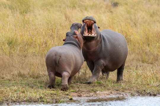 View of two hippos interacting with one displaying its open mouth on the grassy bank of a waterhole in Welgevonden Game Reserve, Waterberg District Municipality, Limpopo, South Africa.