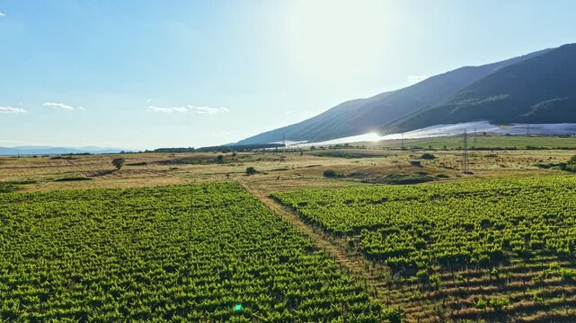 Rows of green grapevines cover the land in a vineyard surrounded by fields and mountains. The sun shines brightly in the clear blue sky.
