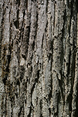 Obraz premium Happy Tree bark detail - Latin name - Camptotheca acuminata