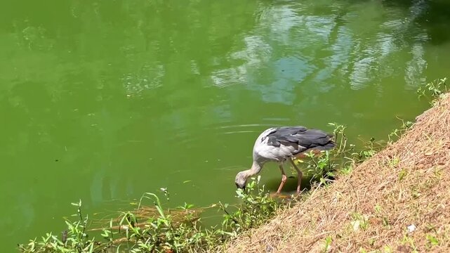 The Asian openbill stork (Anastomus oscitans) dips its head into the water, catches prey in shallow water, drags it ashore, and consumes it. This is the natural behavior of a wild bird in its natural 