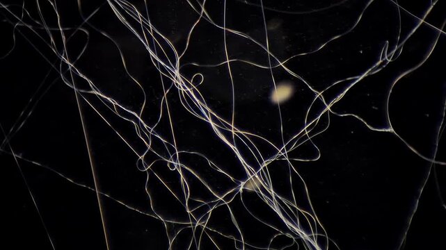 Spider silk under polarized light microscope, vibrant abstract micrograph 