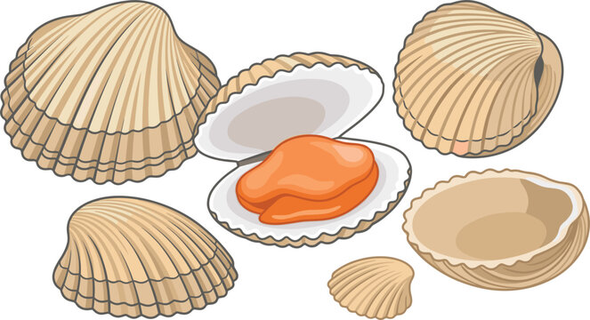 Fresh Clam and Cockle Bivalve Shellfish Vector Set Featuring Closed Textured Hard Shells and An Open Mollusk with Orange Meat for Seafood Market Branding
