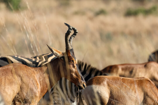 View of a red hartebeest grazing in the dry savanna of Welgevonden Game Reserve with a zebra in the background, Waterberg District Municipality, Limpopo, South Africa.