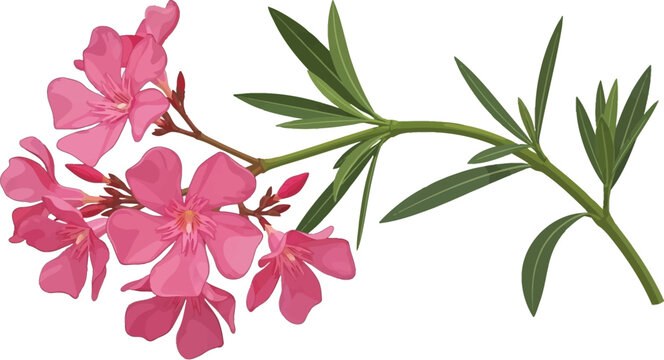 Vibrant pink oleander flowers on a green leafy branch a detailed botanical illustration perfect for summer designs and natural themes isolated on white