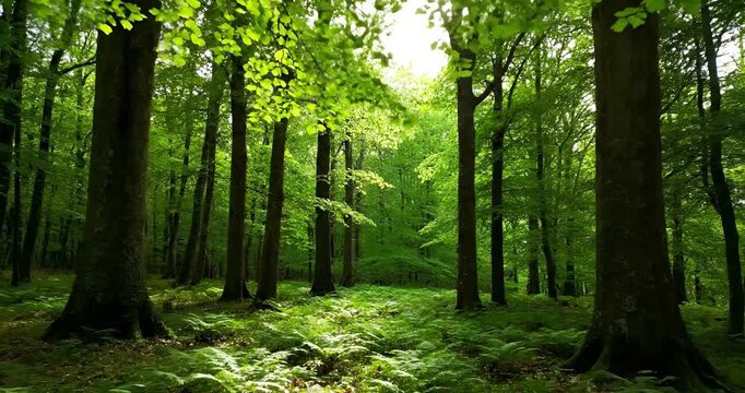 Walking Through a Lush Green Forest with Sunlight, Peaceful Nature and Environment Background
